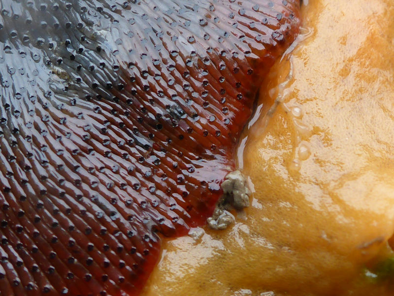 Watersipora subatra growing next to Halichondria panicea under a large, intertidal boulder at Mt. Batten